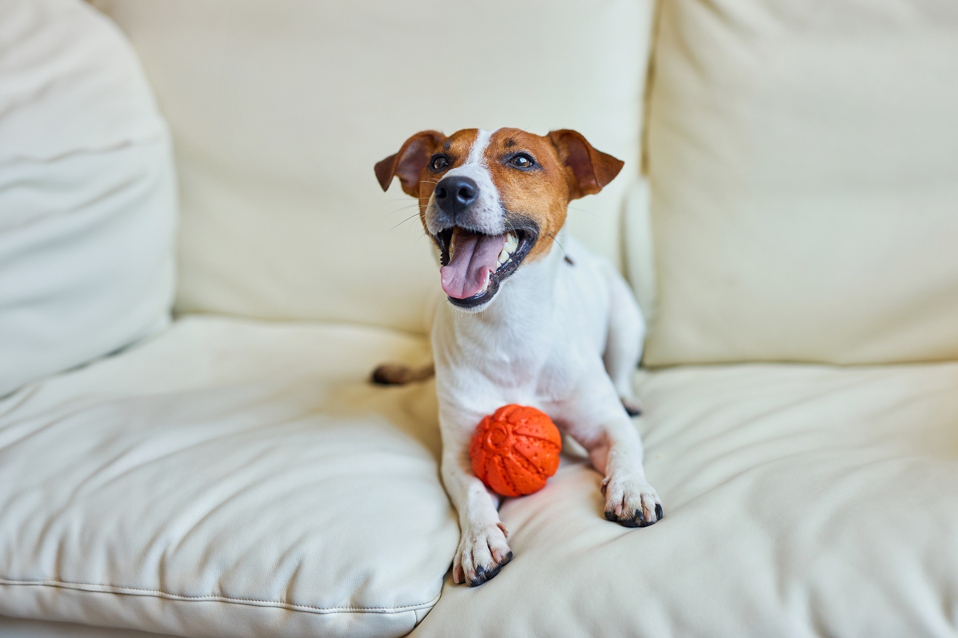 Hund liegt mit Ball auf Sofa | Hunde Nassfutter mit hohem Fleischanteil